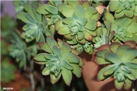 7026146c-IMG_6572 sedum palmeri.jpg